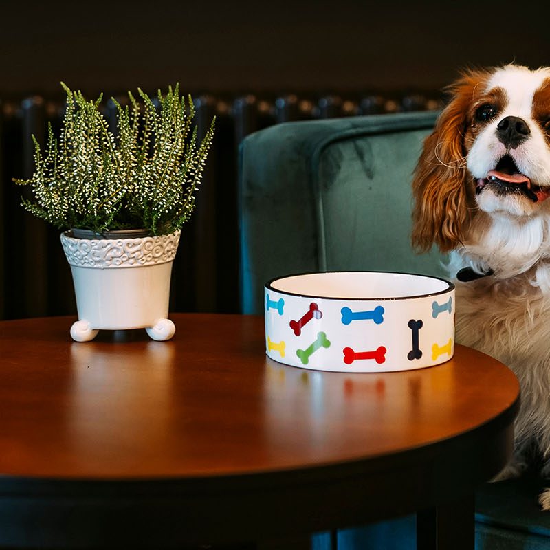 A dog sitting on a chair with his bowl on the table at a hotel