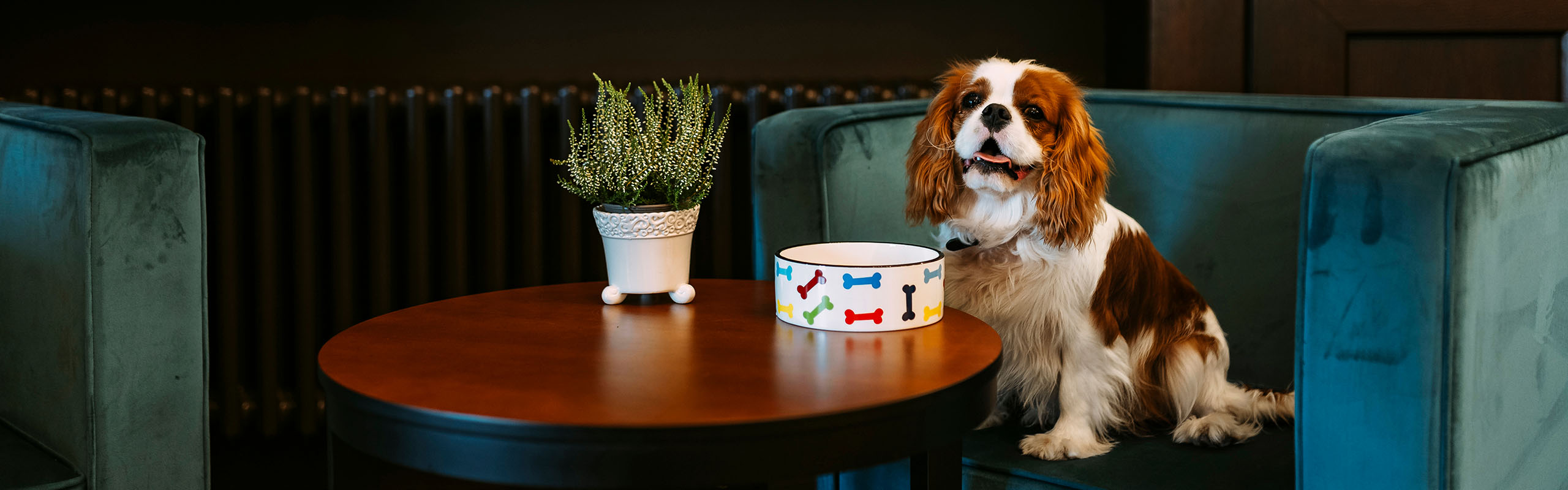 A dog sitting on a chair with his bowl on the table at a hotel