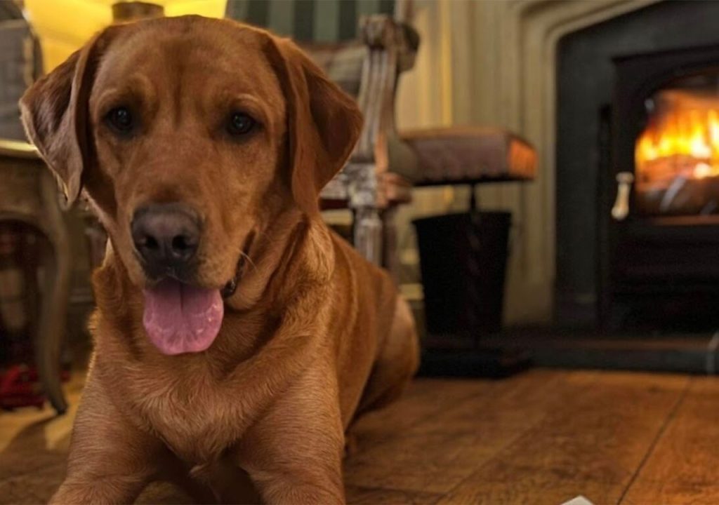 A dog lying by the fire at The Ulbster Arms Hotel