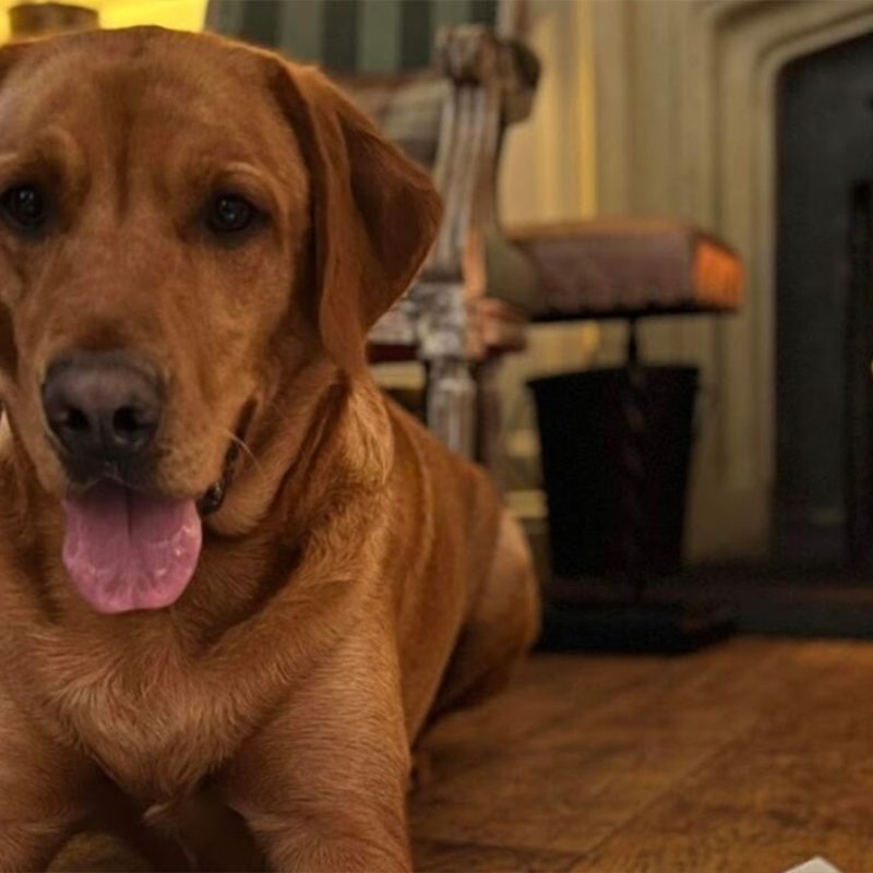 A dog lying by the fire at The Ulbster Arms Hotel