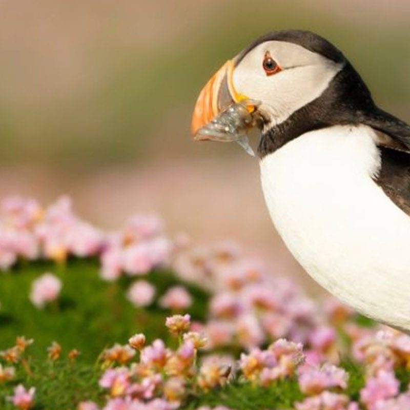 A Puffin sitting amongst Spring flowers