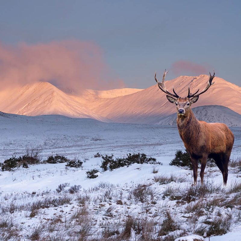 Snow capped mountains in Scotland with a stag in the foreground