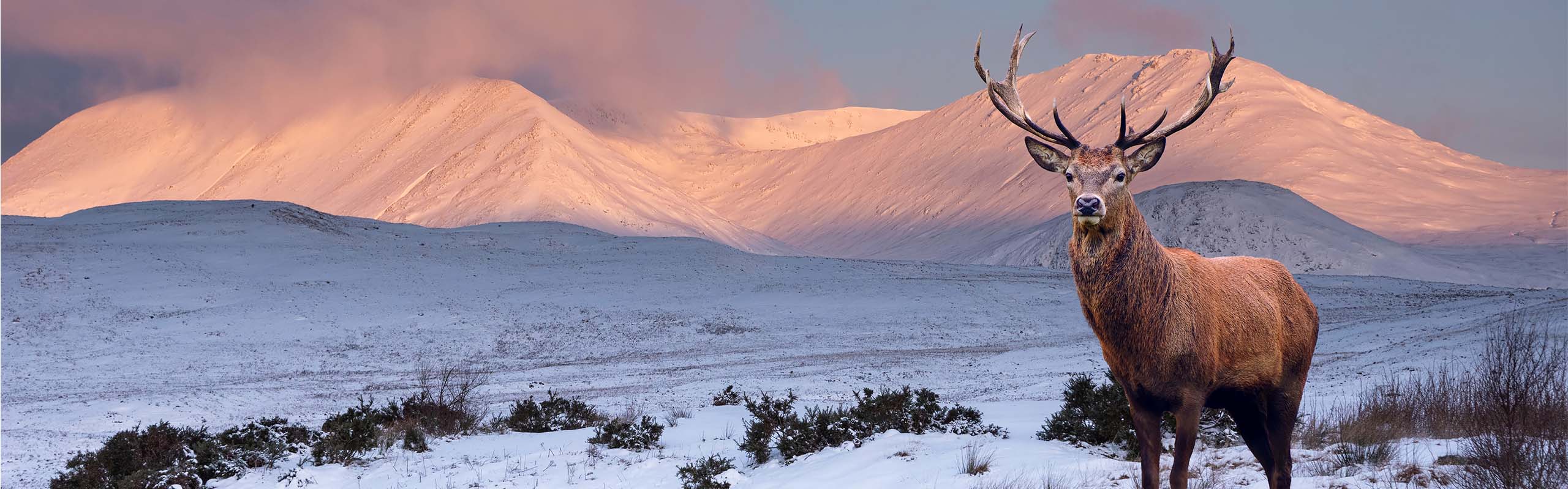 Snow capped mountains in Scotland with a stag in the foreground