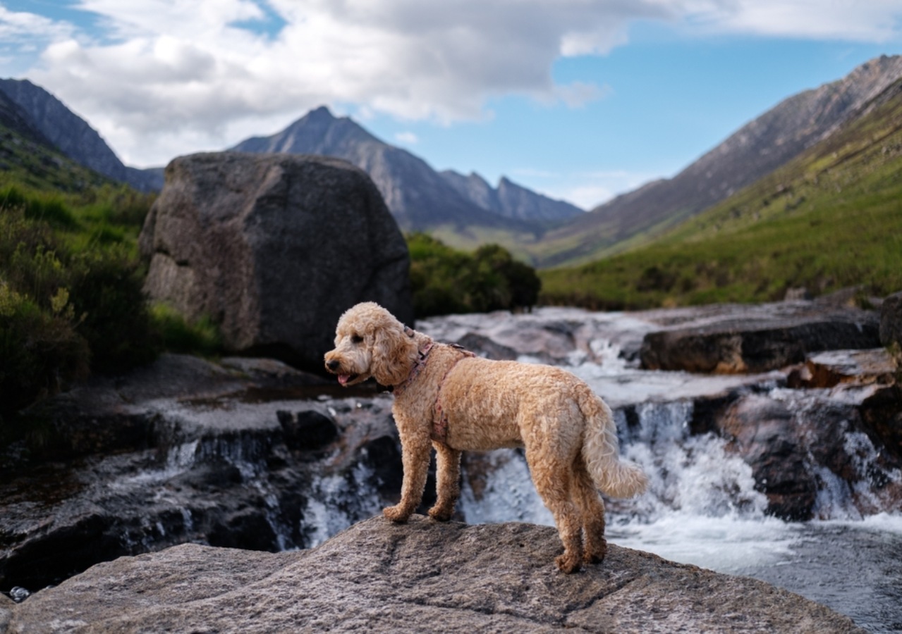 A dog stands on a rock over a river in a beautiful Scottish Glen on a Highland walk.