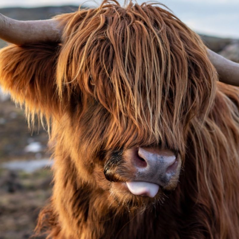 Highland cow in Scotland