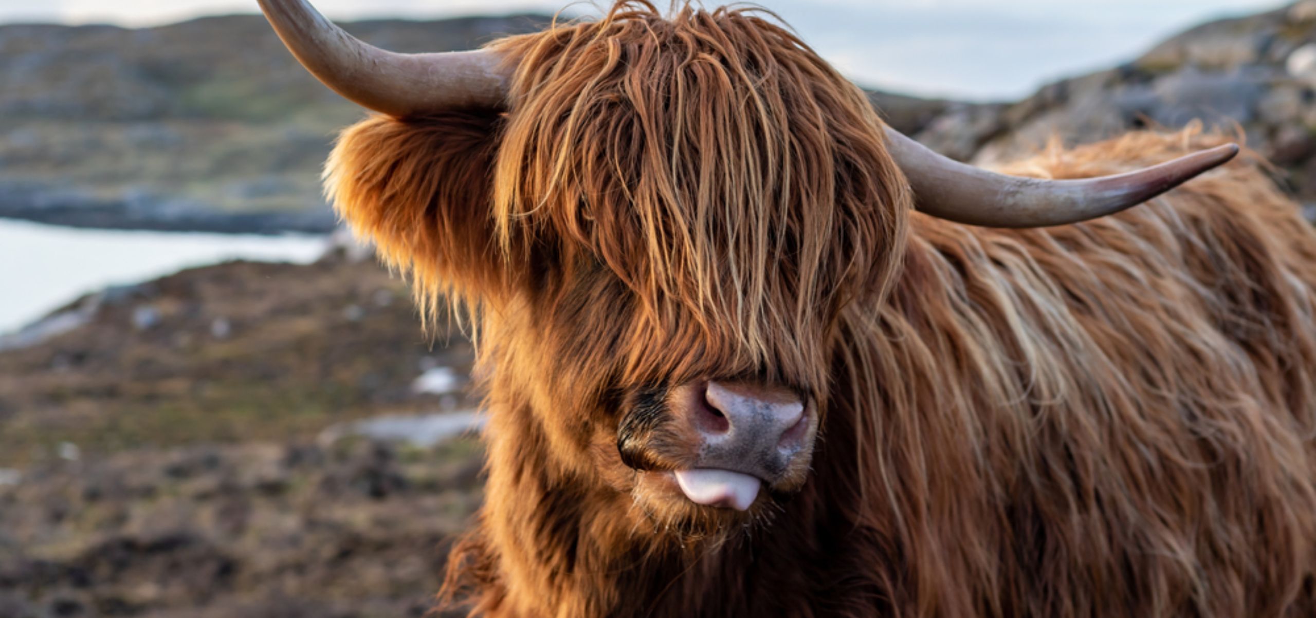 Highland cow in Scotland