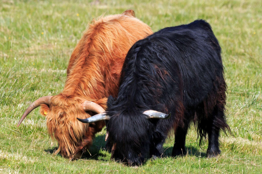 Two Highland calves, one black and one ginger 