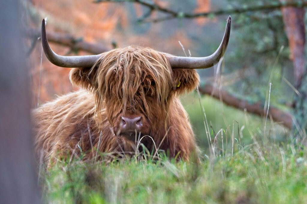 Scottish Highland Cow in woodland