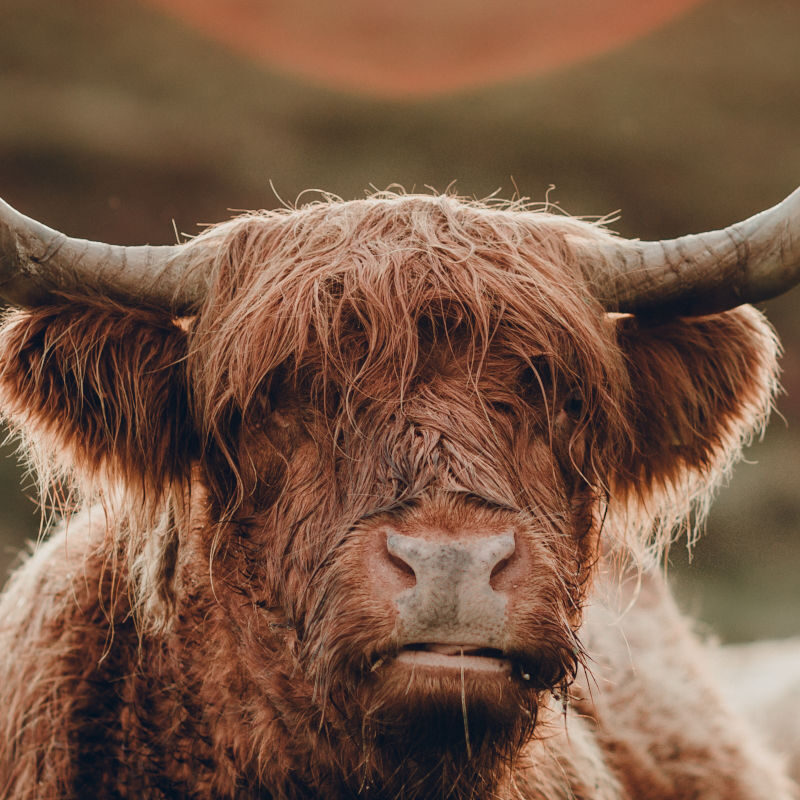 Highland cow in a field at sunset