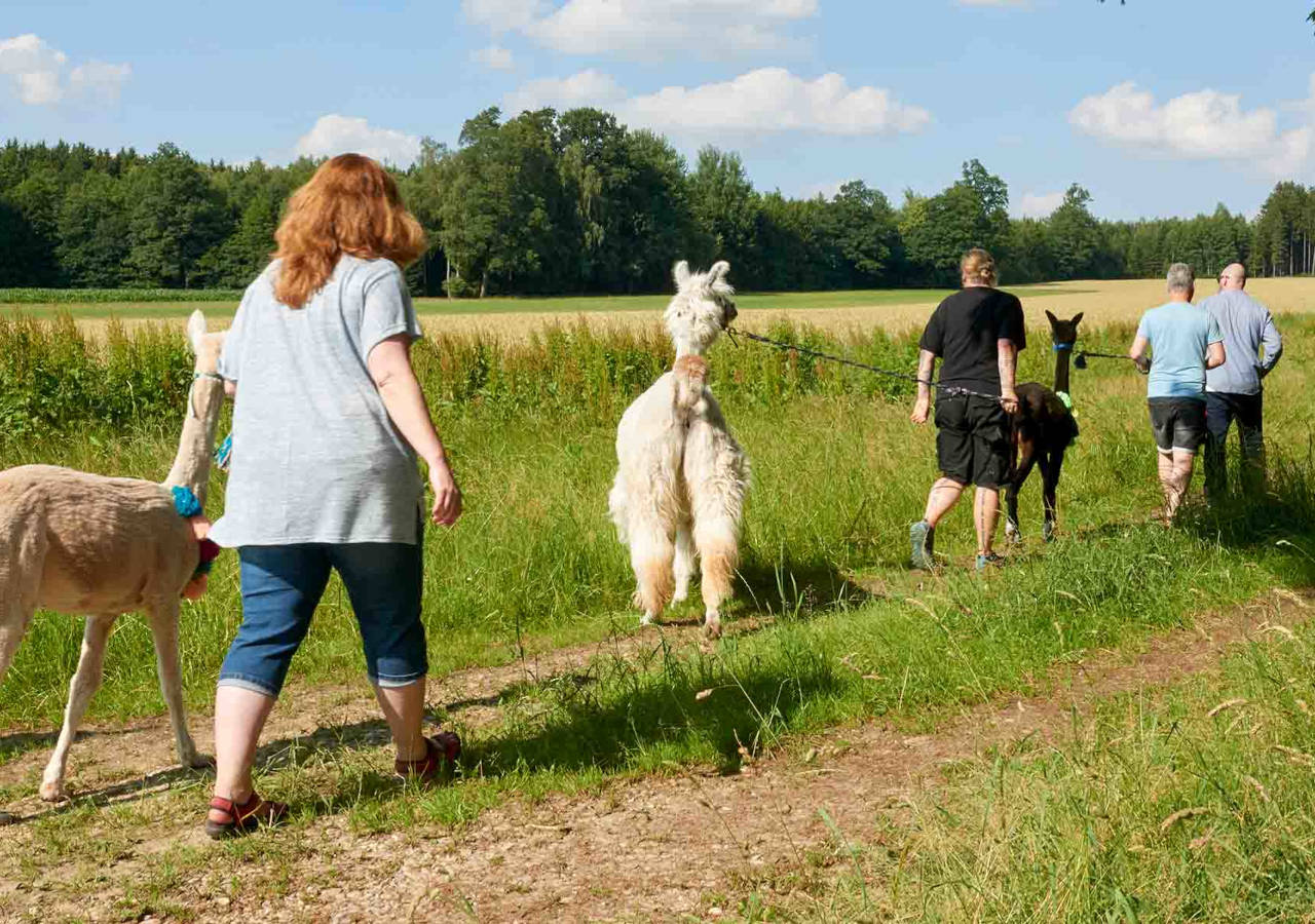 People Alpaca trekking